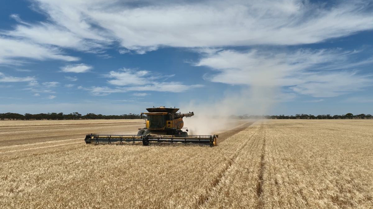 A header working across a wheat paddock, trailing dust under a big blue sky